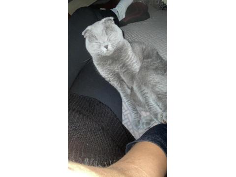 3 Tane Kedimiz Bir Anne Ve İki Yavru