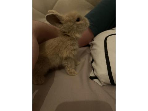 Hollanda Lop Tavşan