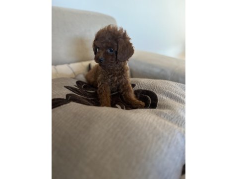 Miniş Serisi Poodle Bebeklerimiz
