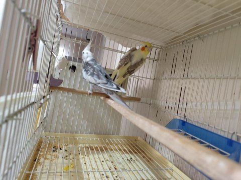 Sultan Papağanı Takım