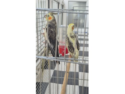 Full + Full Evcil Sadık Çift Dost Sultan Papağanı