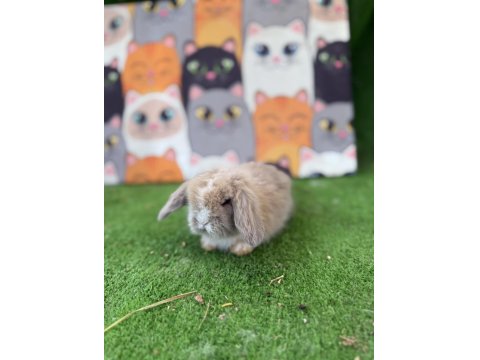 Hollanda Teddy Lop Tavşanlar