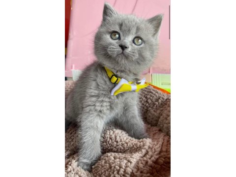 2 Aylık British Shorthair Kızımız