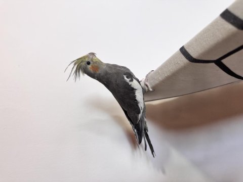 Sultan Papağanlar Sahiplendirilecek