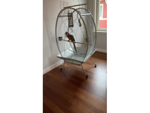 Hybrid Macaw Papağanı Eğitimli Uysal