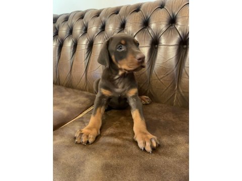 A Kalite Doberman Yavruları