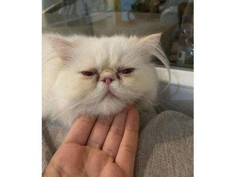 3,5 Aylık Yavru Erkek Kedimiz