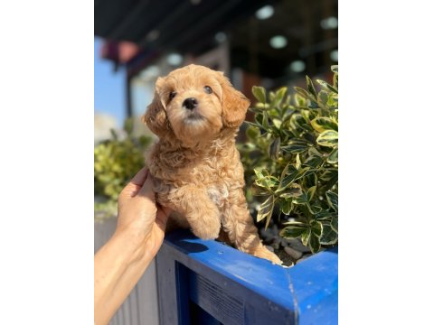Orjinal Maltipoo Yavrular