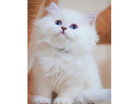 İpeksi Tüylü Silver British Longhair