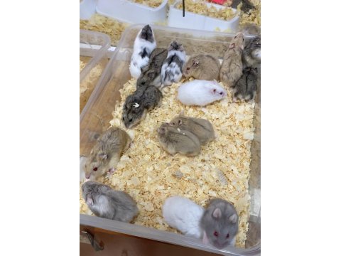 Antalya Adrese Teslim Hamster İsteyen