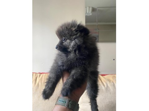 Erkek Ayıcık Pomeranian