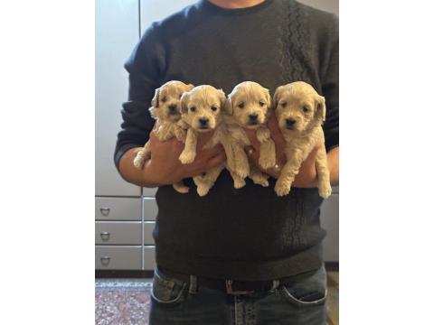 A Kalite Sağlıklı Orjinal Maltipoo