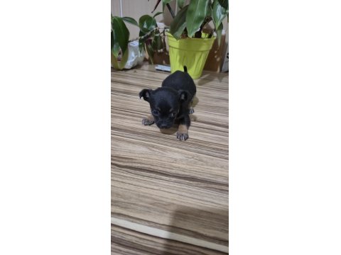 Erkek Ve Dişi Chihuahua Kardeşler