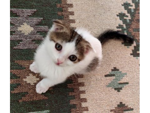 Cins Kedi Yavrusu Evcildir