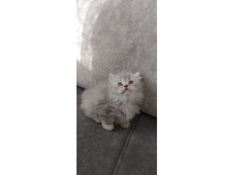 2 Adet Dişi British Longhair Yavrularımız
