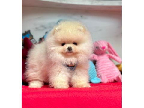 Safkan Pomeranian Boo Yavrular