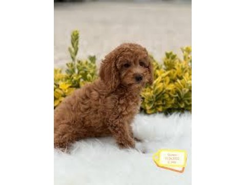 Poodle Yavrular Red Brown