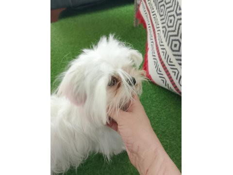 Orjinal Mikro Teacup Kore Kan Maltese