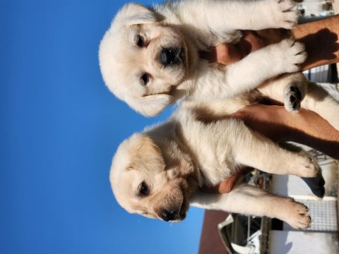 A Kalite Labrador Yavrularımız