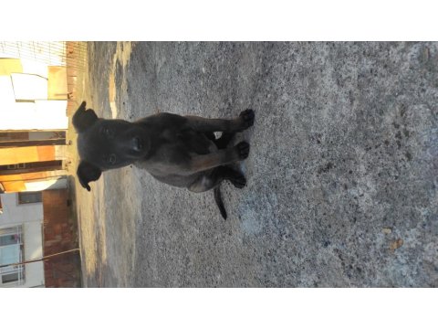 Koyu Renk Malinois Köpekler