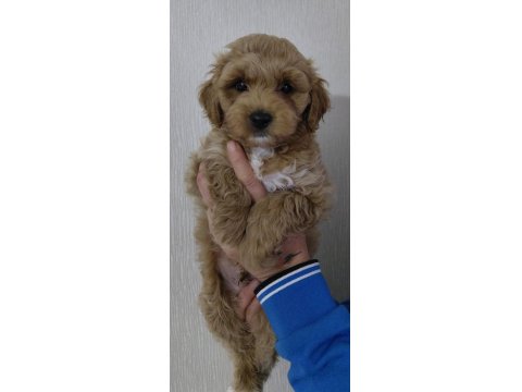 2 Erkek Maltipoo Yavrumuz