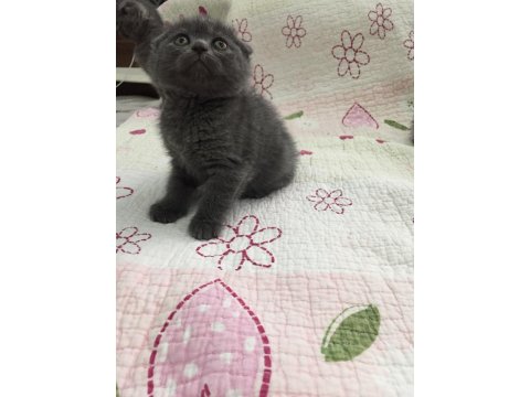 Bal Küpü Scottish Fold Bebeklerim