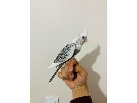 40 Günlük Sultan Papağanı Yavruları