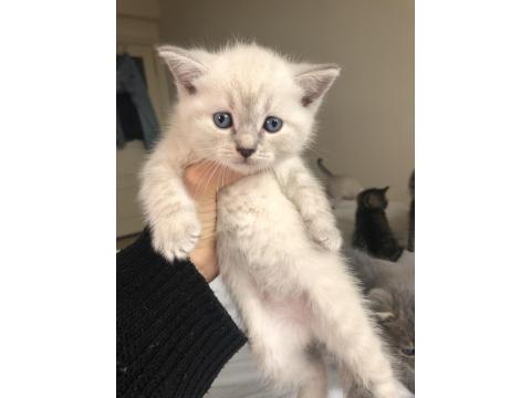 Minik British Shorthair Yavrular Yuva Arıyor