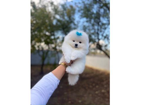 Ayı Surat Pomeranian Boo