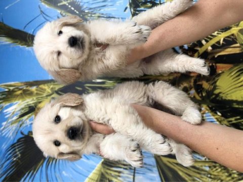 Irk Ve Sağlık Garantili Baby Face Golden Retriever