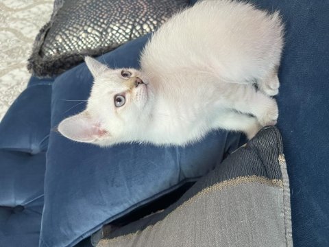 Ücretli Sahiplendirme Kedimiz