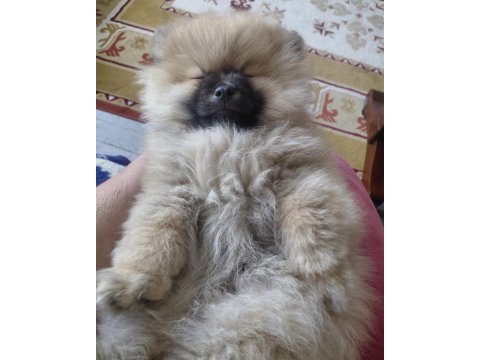 Pomeranian Bebiş