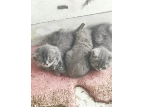 Scottish Fold Bebeklerimiz Teslime Hazırdır
