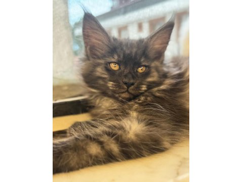 Saf Maine Coon Yavru