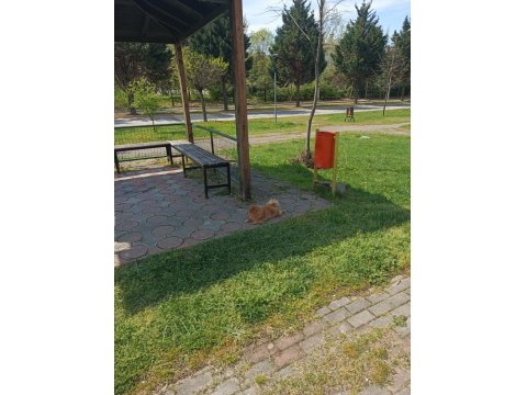 Yetişkin Pomeranian Köpeği