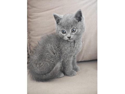 Pofuduk Erkek British Shorthair Yavrular Yuvalarını Arıyor