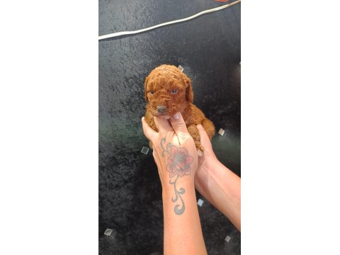 Harika Poodle Minikler