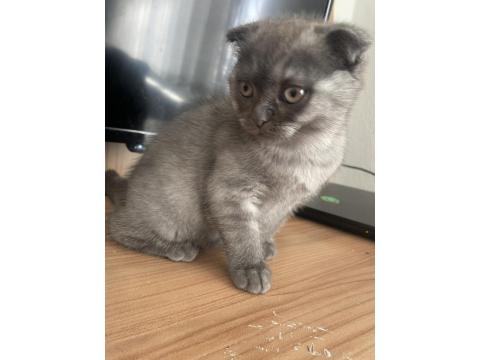 Dişi Scottish Fold
