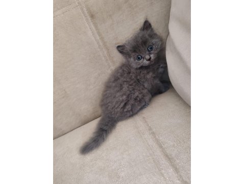 Alıştırmalık British Shorthair