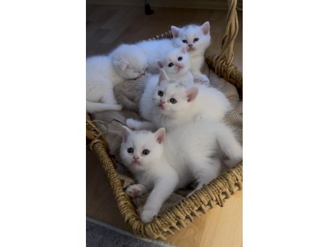 British Shorthair Kedilerimize Güzel Bakabilecek Aile Arıyoruz