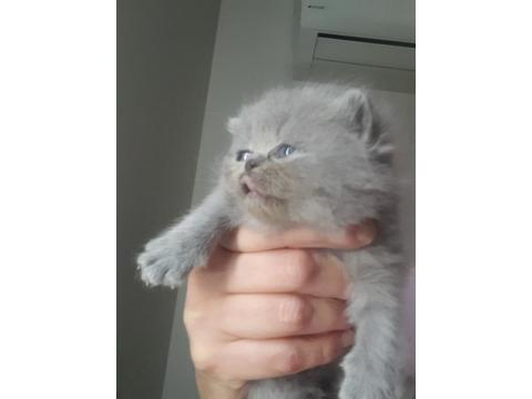 Yeni Doğmuş Yavru Kediler