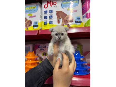 Scottish Fold Yavrularım Sağlık Ve Irk Garantilidir