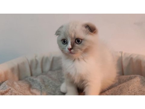 Scottish Fold Yavrumuz Yeni Yuvasını Arıyor