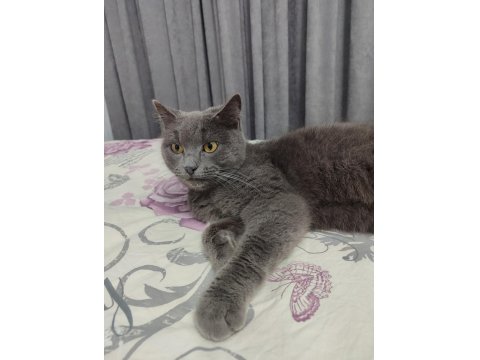 Kedimiz İçin Yardıma İhtiyacımız Var