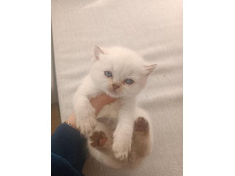British Longhair Scottish Fold