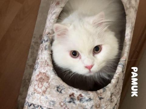 Beyaz Kedi British Longhair - İyi Huylu Ve Çok Akıllı