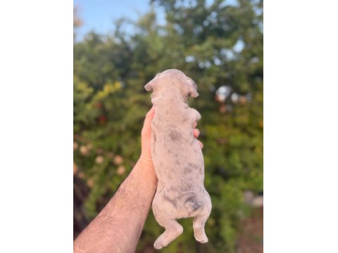 Egzotik French Bulldog Bebekler