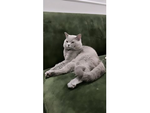 Duman British Shorthair Prenses