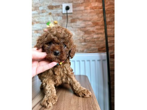 Toy Poodle Köpeği Yavrularımız