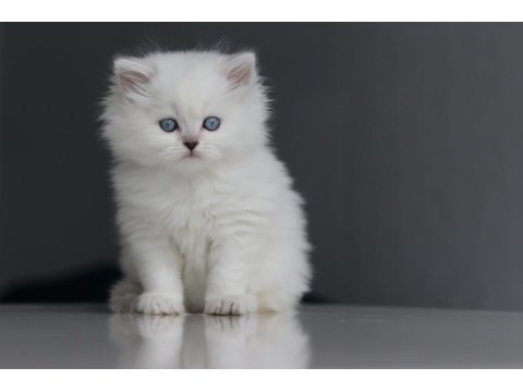 Full Şecereli Babadan Teslime Hazır Erkek British Longhair